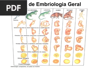 Noções de Embriologia Geral (Apresentação)