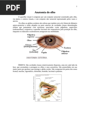 Anatomia do olho (Artigo)
