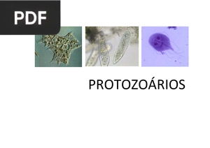 Protozoários (Apresentação)