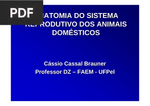 Anatomia Do Sistema Reprodutivo Dos Animais Domésticos (Apresentação)