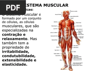Sistema Muscular (Apresentação)