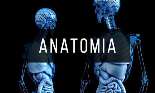 Livros-de-Anatomia Livros-de-Anatomia
