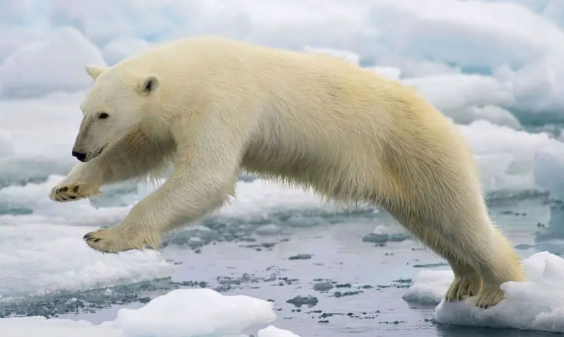Animais em perigo de extincao Animais em perigo de extincao