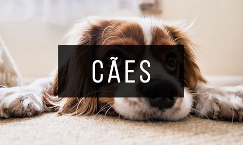 Caes Caes