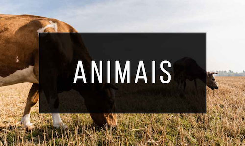 Livros-de-Animais_med