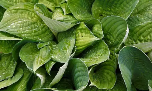Livros de Biologia Botânica