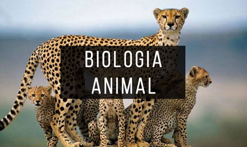 Biologia-Animal Biologia-Animal