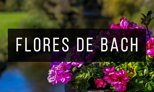 Flores-de-Bach Flores-de-Bach