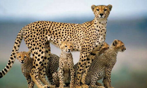 Livros Biologia Animal