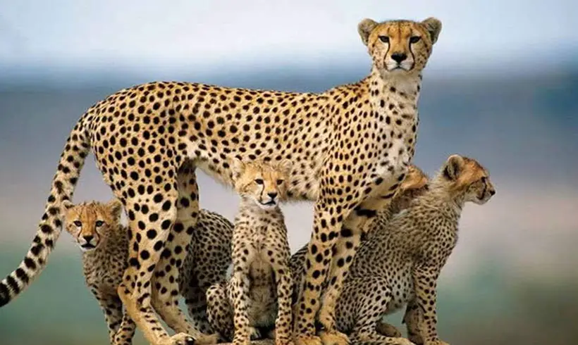 Livros-de-Biologia-Animal