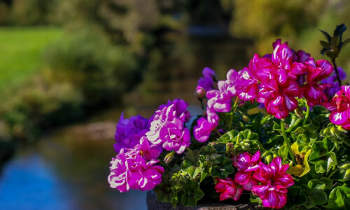 Livros de Flores de Bach