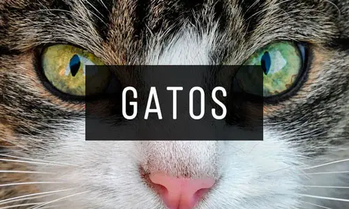 Gatos Gatos