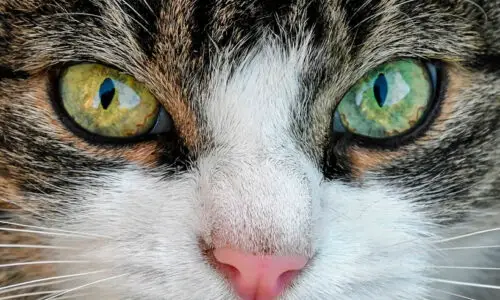 Livros de Gatos