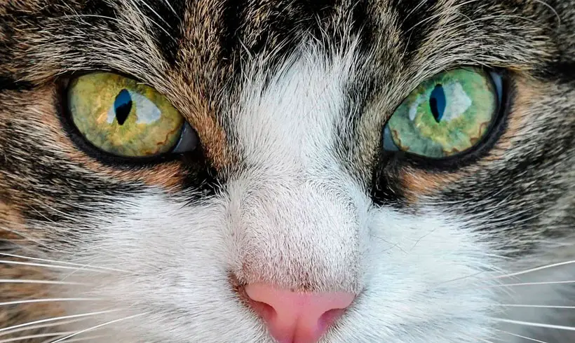 Livros-de-Gatos