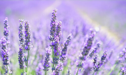 Livros de Homeopatia