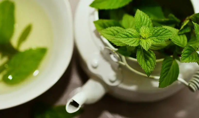 Livros-de-Plantas-Medicinales