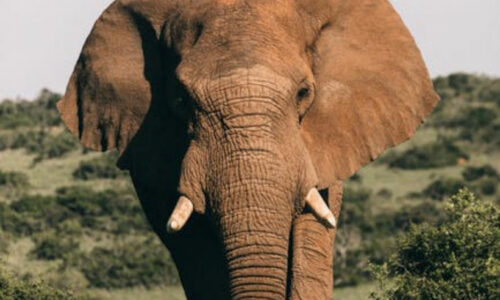 Livros de Anatomia Animal