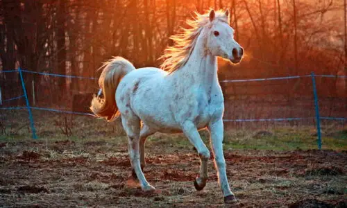 Livros de Cavalos