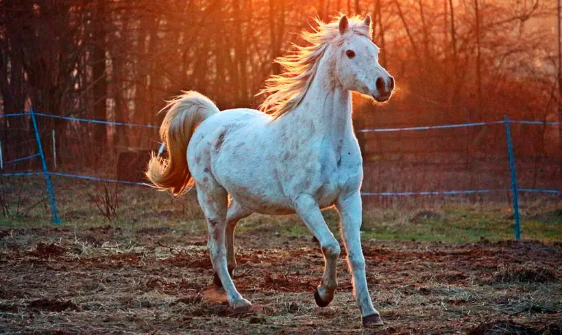 Livros-de-Cavalos